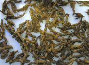 Raíz de Coptis chinensis Franch. MTC